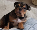 Small Photo #1 Olde English Bulldogge Puppy For Sale in COLUMBUS, OH, USA