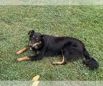 Small Australian Shepherd