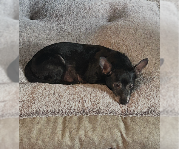 Medium Photo #3 Chihuahua Puppy For Sale in Mechanicsburg, PA, USA