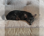 Small #2 Chihuahua