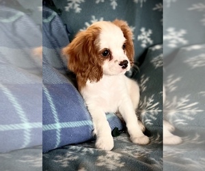 Cavalier King Charles Spaniel Puppy for Sale in SHEDD, Oregon USA