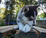 Small #4 Siberian Husky