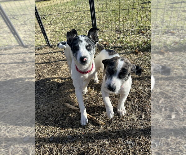 Medium Photo #10 Border Collie-Unknown Mix Puppy For Sale in Brewster, NY, USA