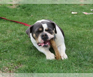 Mother of the Olde English Bulldogge puppies born on 05/16/2022