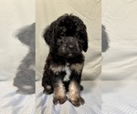 Small #5 Bernedoodle (Miniature)