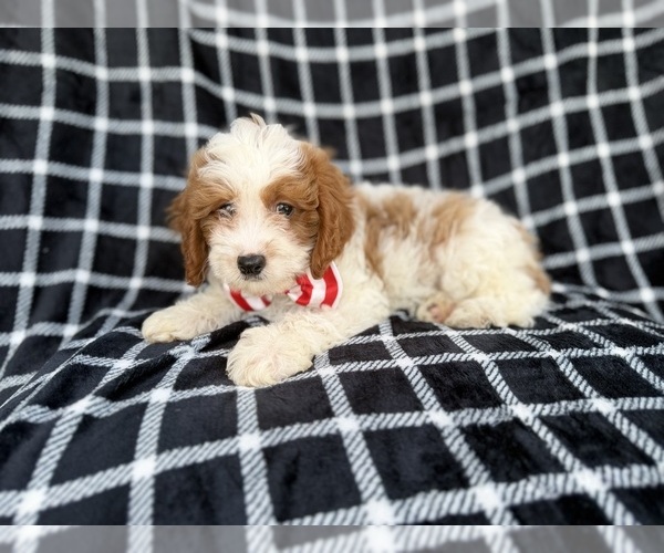 Medium Photo #6 Cavapoo (Standard) Puppy For Sale in LAKELAND, FL, USA