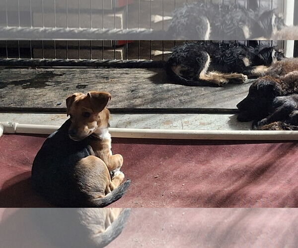 Medium Photo #26 Doxle Puppy For Sale in Sebec, ME, USA