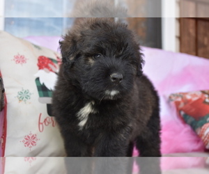 Bouvier Des Flandres Puppy for sale in MARIONVILLE, MO, USA