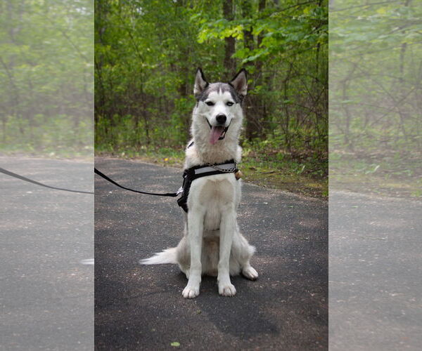 Medium Photo #3 - Mix Puppy For Sale in Brooklyn Center, MN, USA