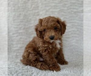 Medium Maltipoo