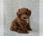 Small Maltipoo