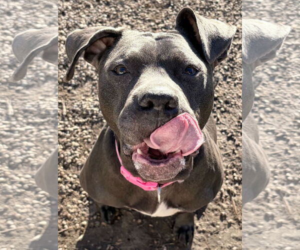 Medium Photo #4 American Pit Bull Terrier-Unknown Mix Puppy For Sale in Jefferson, WI, USA