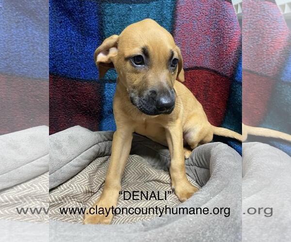 Medium Photo #2 Catahoula Leopard Dog-Unknown Mix Puppy For Sale in McDonough, GA, USA