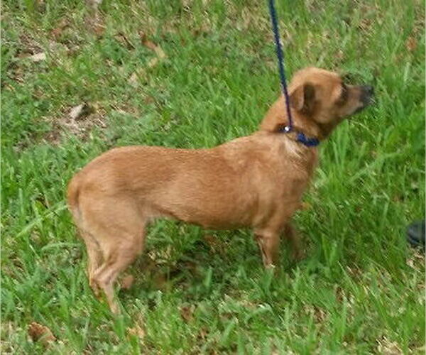 Medium Photo #3 Chiweenie Puppy For Sale in Missouri City, TX, USA