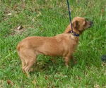 Small #2 Chiweenie