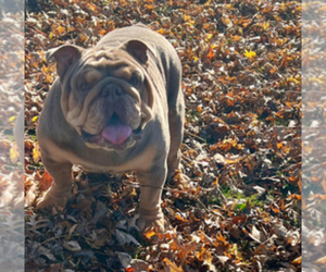 Father of the English Bulldog puppies born on 05/24/2025