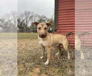 Labrador Retriever-Unknown Mix Dogs for adoption in Bangs, TX, USA