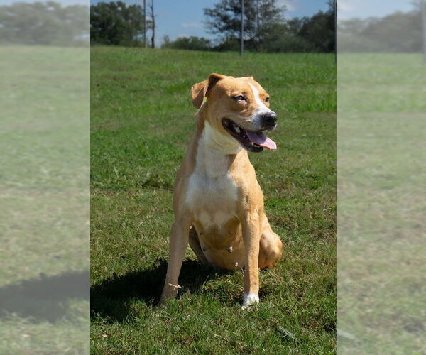 Medium Photo #3 Mutt Puppy For Sale in Abbeville, LA, USA