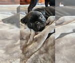 Puppy Midnight Pug