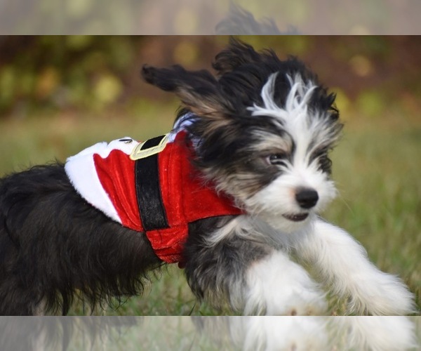 Medium Photo #11 Auss-Tzu Puppy For Sale in PALM COAST, FL, USA
