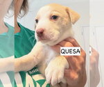 Small #1 American Staffordshire Terrier Mix