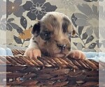 Small Photo #86 Australian Shepherd Puppy For Sale in LEBANON, IN, USA