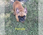 Small Photo #2 French Bulldog Puppy For Sale in KENEFIC, OK, USA