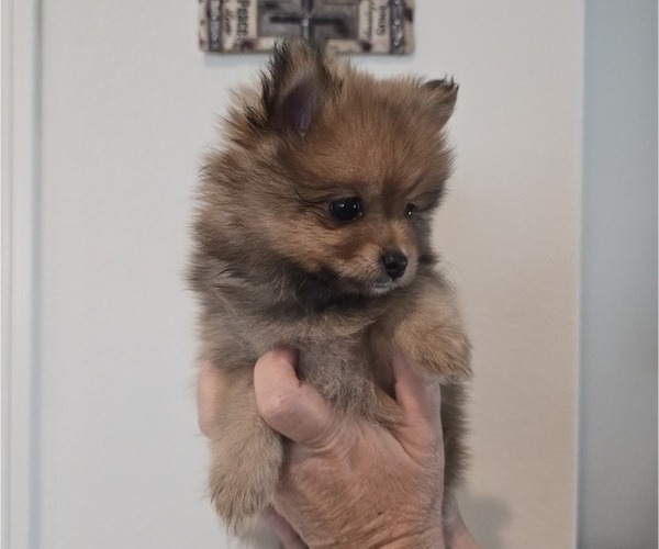 Medium Photo #2 Pomeranian Puppy For Sale in MENIFEE, CA, USA