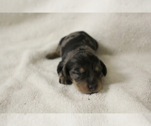 Dachshund Puppy for sale in BIG BEND, CO, USA