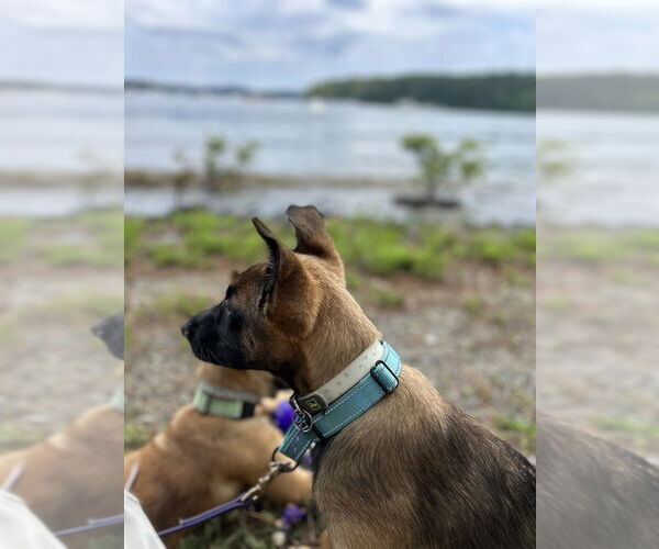 Medium Photo #3 German Shepherd Dog-Unknown Mix Puppy For Sale in Imlay City, MI, USA