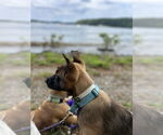 Small #2 German Shepherd Dog Mix