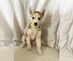 Small Photo #10 Siberian Husky Puppy For Sale in ORANGE, CA, USA