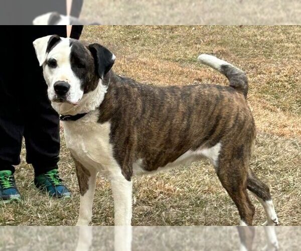 Medium Photo #1 Labrador Retriever-Unknown Mix Puppy For Sale in Rockaway, NJ, USA