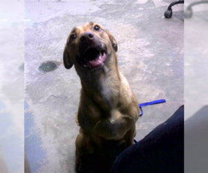 Catahoula Leopard Dog-Siberian Husky Mix Dogs for adoption in Tallahassee, FL, USA