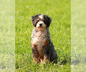 Father of the Miniature Bernedoodle puppies born on 03/15/2023