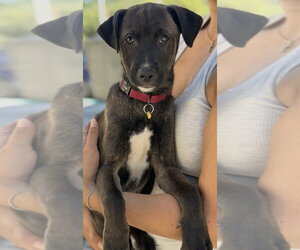 Sable - Female Mutt Dog for Adoption - Photo #11