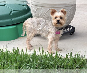Mutt Dogs for adoption in Spring, TX, USA