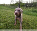 Small Photo #6 Doberman Pinscher Puppy For Sale in COTTON, MN, USA
