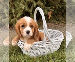 Small #5 Cavalier King Charles Spaniel-Miniature Bernedoodle Mix