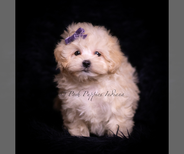 Medium Photo #3 Maltipoo (Miniature) Puppy For Sale in WARSAW, IN, USA