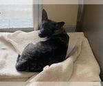 Small Chihuahua Mix