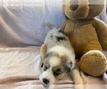 Small Photo #6 Australian Shepherd Puppy For Sale in HANOVER PARK, IL, USA