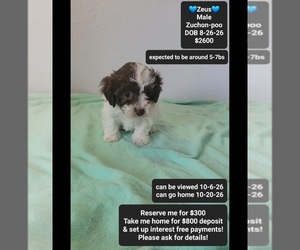 Poodle (Toy)-Zuchon Mix Puppy for sale in TUCSON, AZ, USA