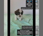 Image preview for Ad Listing. Nickname: Zeus