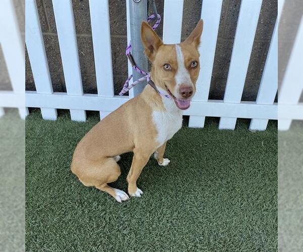 Medium Photo #1 Australian Cattle Dog-Chihuahua Mix Puppy For Sale in Modesto, CA, USA