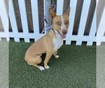 Small Australian Cattle Dog-Chihuahua Mix