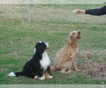 Small #1 Miniature Bernedoodle