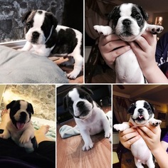 French Bulldog Puppy for sale in STATEN ISLAND, NY, USA