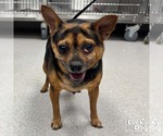 Small Chihuahua Mix