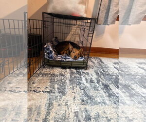 Finch - Male Australian Shepherd-German Shepherd Dog Mix Dog for Adoption - Photo #2